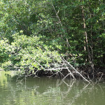 ランカウイ島 No.6 シーカヤックdeマングローブ Langkawi, Malaysia　-Sea Kayak in Mangrove-  Hidemi Shimura