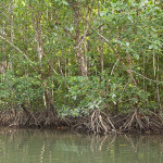 ランカウイ島 No.6 シーカヤックdeマングローブ Langkawi, Malaysia　-Sea Kayak in Mangrove-  Hidemi Shimura