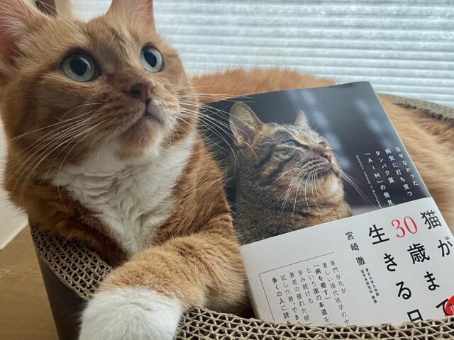 「猫が30歳まで生きる日」のフードが発売されていました 猫健康情報, 猫が30歳まで生きる日 Hidemi Shimura