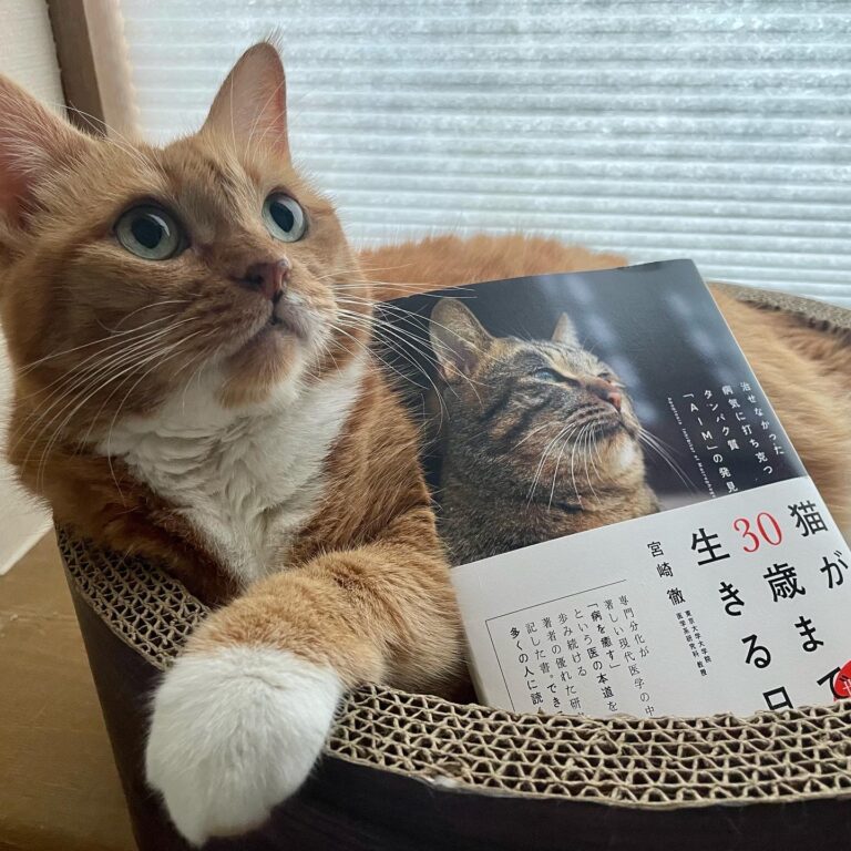 Food is on sale for "The Day Cats Live to 30." 猫健康情報, 猫が30歳まで生きる日 Hidemi Shimura