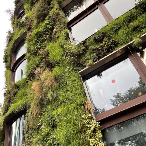 ケ・ブランリ美術館① パトリック・ブラン氏の垂直庭園 -Patrick Blanc's vertical garden- vertical garden, Paris, contemporaryart Hidemi Shimura