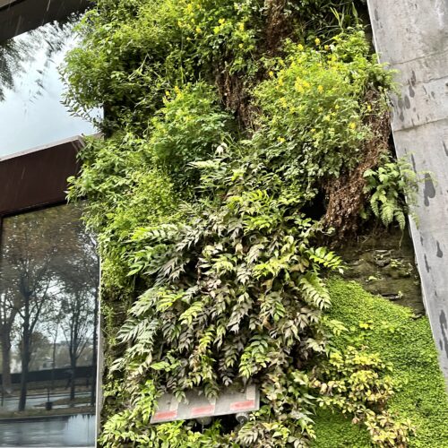 ケ・ブランリ美術館① パトリック・ブラン氏の垂直庭園 -Patrick Blanc's vertical garden- vertical garden, Paris, contemporaryart Hidemi Shimura