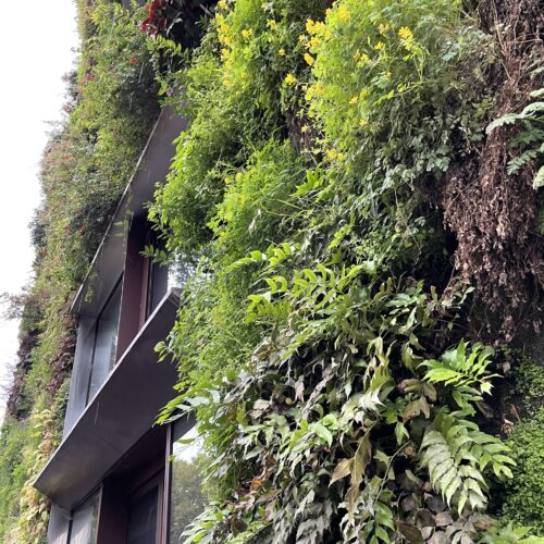 ケ・ブランリ美術館① パトリック・ブラン氏の垂直庭園 -Patrick Blanc's vertical garden- vertical garden, Paris, contemporaryart Hidemi Shimura