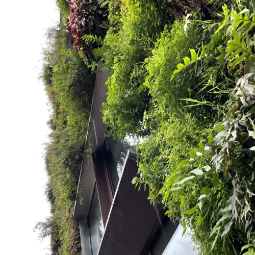 ケ・ブランリ美術館① パトリック・ブラン氏の垂直庭園 -Patrick Blanc's vertical garden- vertical garden, Paris, contemporaryart Hidemi Shimura