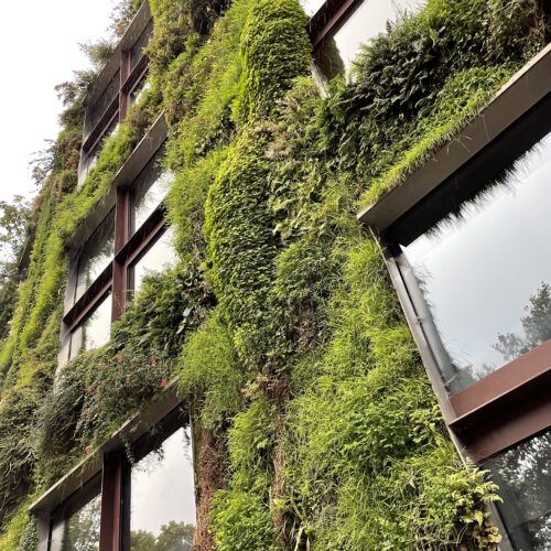 ケ・ブランリ美術館① パトリック・ブラン氏の垂直庭園 -Patrick Blanc's vertical garden- vertical garden, Paris, contemporaryart Hidemi Shimura