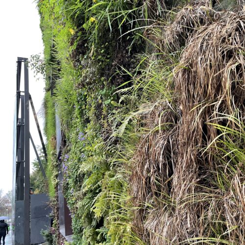 ケ・ブランリ美術館① パトリック・ブラン氏の垂直庭園 -Patrick Blanc's vertical garden- vertical garden, Paris, contemporaryart Hidemi Shimura