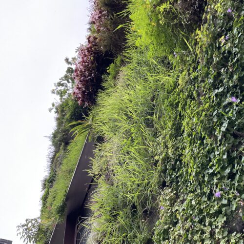 ケ・ブランリ美術館① パトリック・ブラン氏の垂直庭園 -Patrick Blanc's vertical garden- vertical garden, Paris, contemporaryart Hidemi Shimura