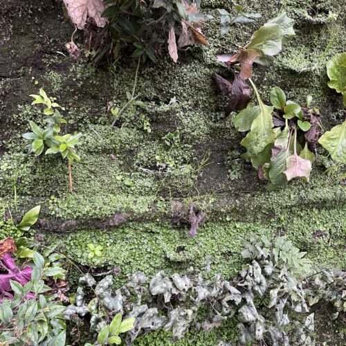 ケ・ブランリ美術館① パトリック・ブラン氏の垂直庭園 -Patrick Blanc's vertical garden- vertical garden, Paris, contemporaryart Hidemi Shimura