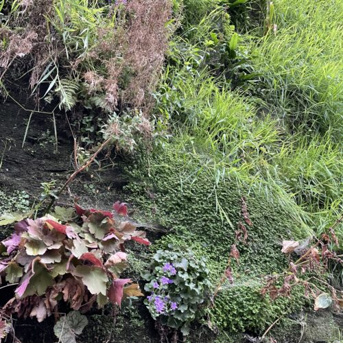 ケ・ブランリ美術館① パトリック・ブラン氏の垂直庭園 -Patrick Blanc's vertical garden- vertical garden, Paris, contemporaryart Hidemi Shimura