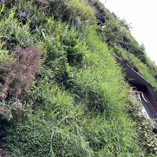 ケ・ブランリ美術館① パトリック・ブラン氏の垂直庭園 -Patrick Blanc's vertical garden- vertical garden, Paris, contemporaryart Hidemi Shimura